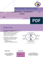 Metabolismo celular: respiración y producción de energía