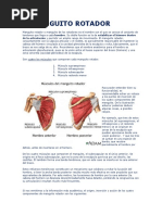 Músculos del Manguito Rotador: Funciones y Orígenes | PDF