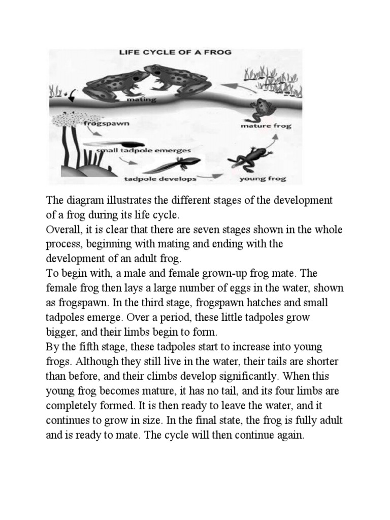 Life Cycle of A Frog PDF