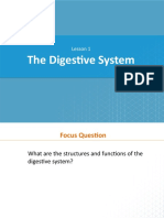 Lesson 25.1. The Digestive System