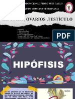 Hipófisis, ovarios y testículos: funciones y regulación