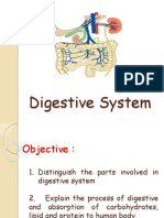 Human Digestive System Guide