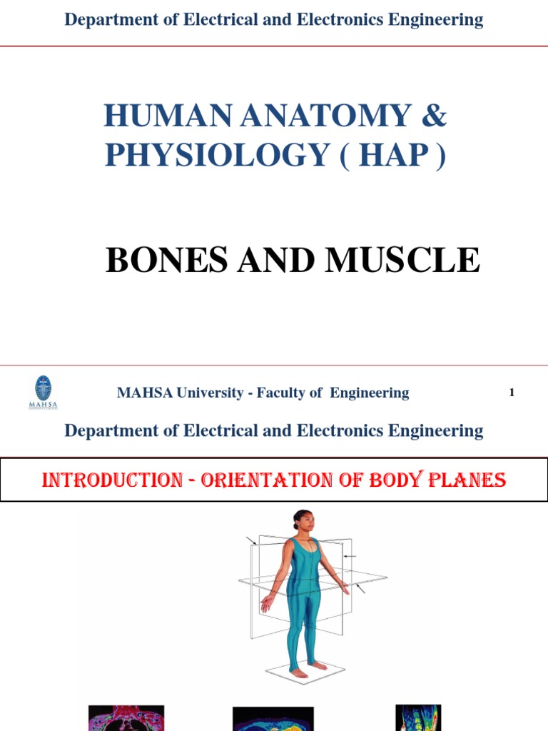 Bones and Muscle Anatomy Guide | PDF | Muscle Contraction ...