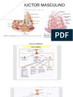 ENDOCRINO2