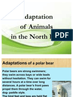 Adaptation of A Polar Bear.3