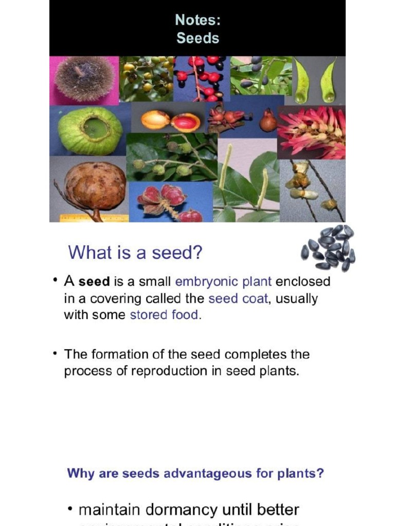 Seed Morphology PDF