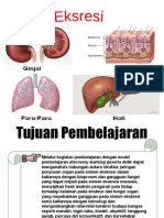 Sistem Eksresi Pada Manusia Kelas XI