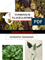 Typhonium Flagelliform