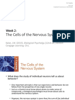 The Cells of the Nervous System