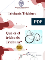 Trichuris Trichura