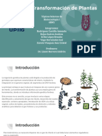 Técnicas de TRansformación de Plantas