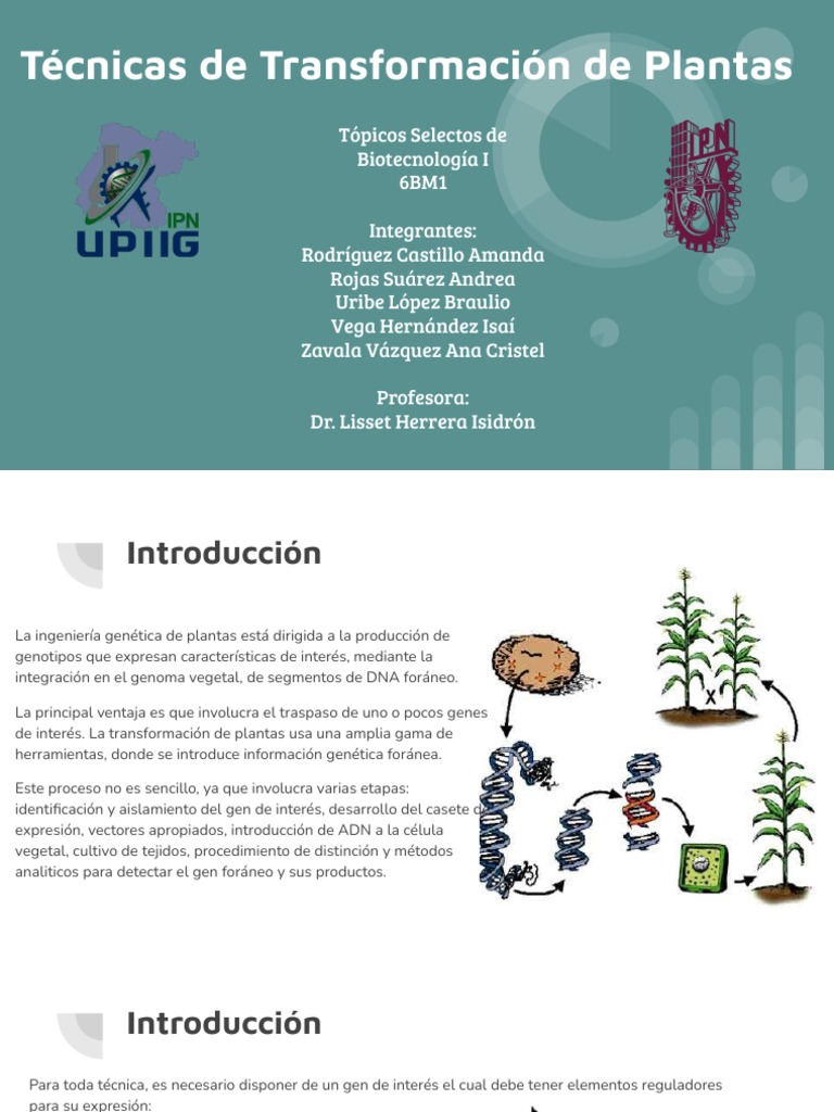 Métodos de Transformación Genética en Plantas | PDF | Biología Celular ...
