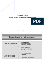 &Clase_Metabolismo_Ciclo Krebs_1 y 6 octubre 2015 (1)