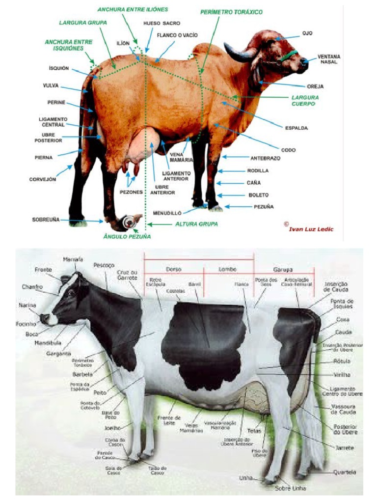 Partes Externas Bos Taurus y Indicus | PDF
