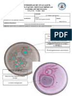 Practica 10 - Paracoccidioides Brasiliensis Blastomyces Dermatitis Coccidioides Immitis - Plastilinas
