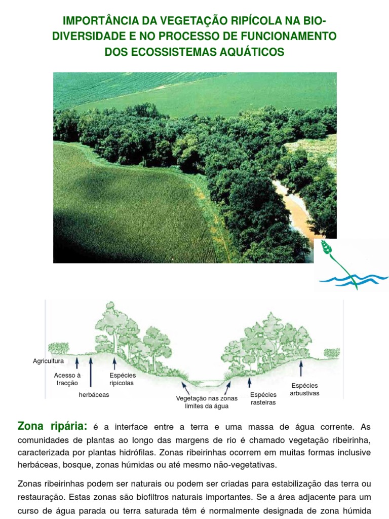 Importância da Vegetação Ripária | PDF | Erosão | Habitat