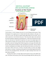 Teeth Anatomy-27115