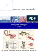 43 Trocas Gasosas Nas Animais