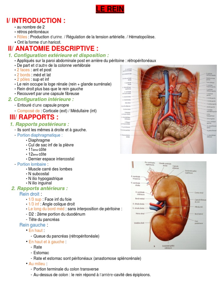 Anatomie des reins, uretères et vessie | PDF | Utérus | Péritoine