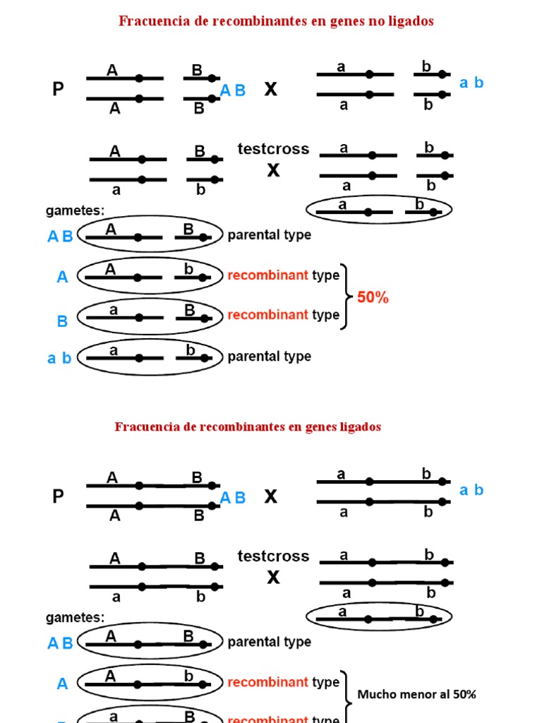 Clase 6 Genes Ligados y Herencia No Mendeliana | PDF