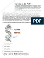 Composición Del ADN y Cromosomas