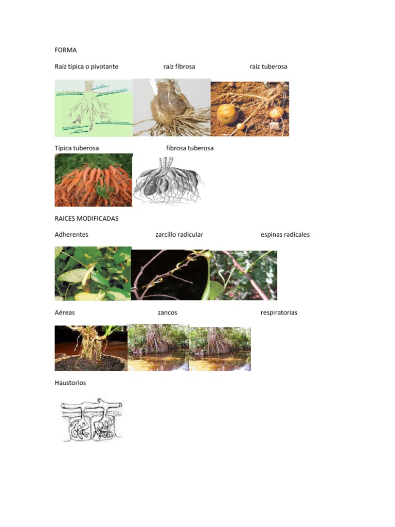 Forma de La Raiz | PDF | Ciencia y matemáticas | Hogar, jardinería y ...