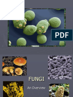 Bab 6 FUNGI