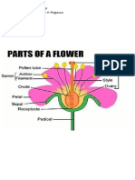 Meljim Parts of A Flower