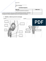 Evaluación Embarazo