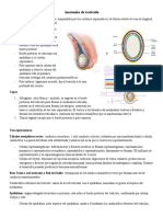 Anatomía y Fisiología Del Testículo