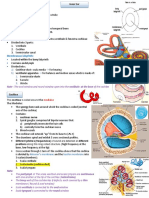 24 Inner Ear Anatomy, Emberyology, Drugs Ototoxicity (Done)