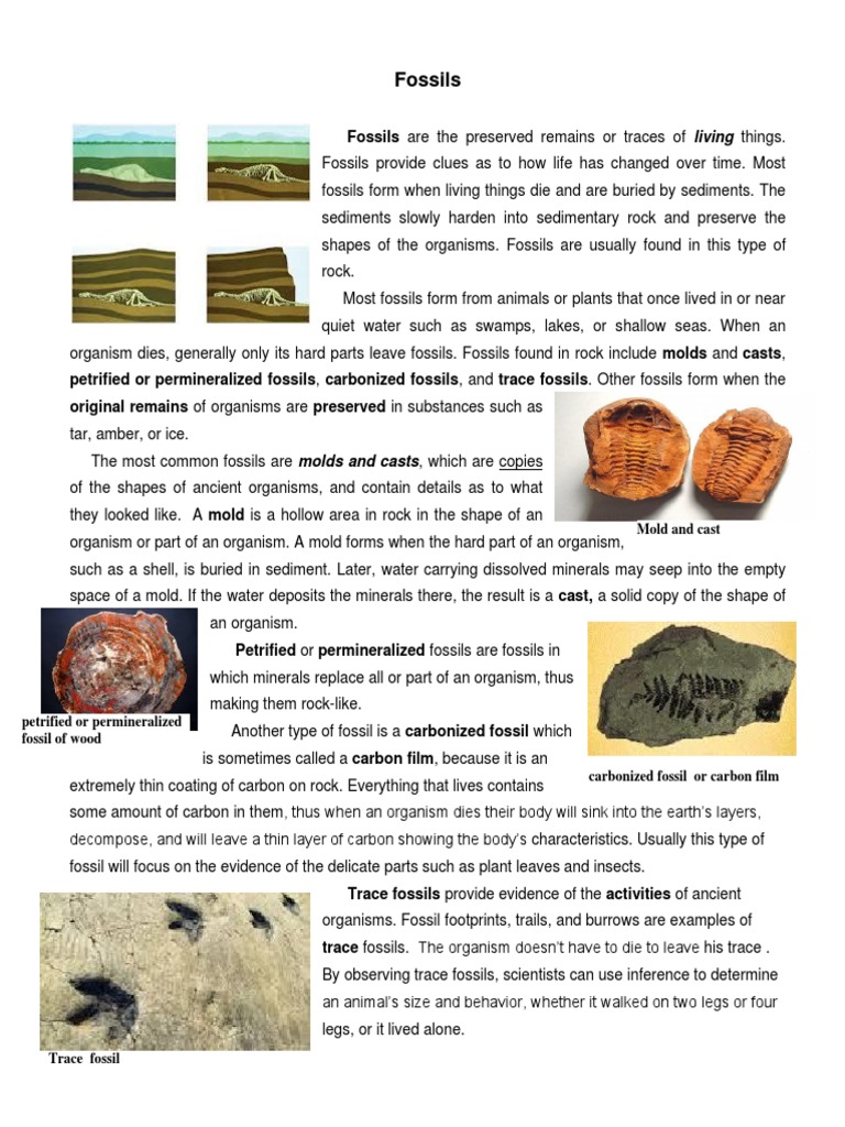 Fossils Reading and Questions PDF Fossil Paleontology
