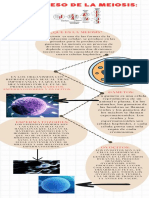 El Proceso de La Meiosis