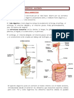 Aparato digestivo: anatomía y estructura microscópica