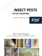 Rice Insect Pests