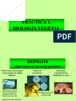 Biologia Vegetal Practica 1 2017 2018 Puestos