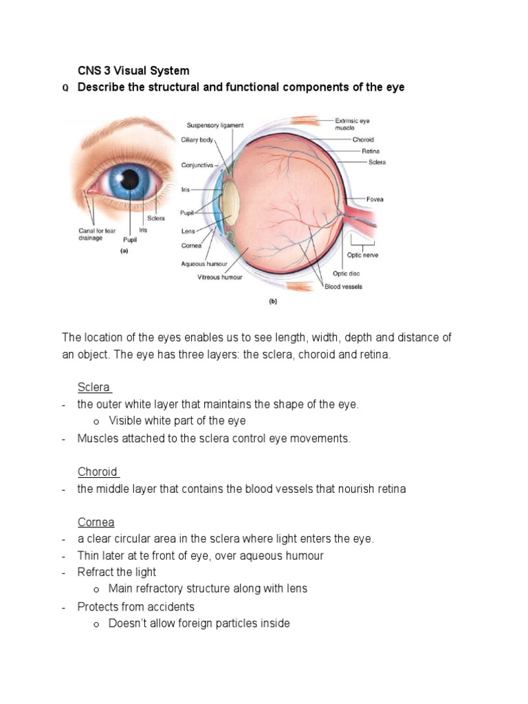CNS 03 Visual | PDF | Visual System | Retina