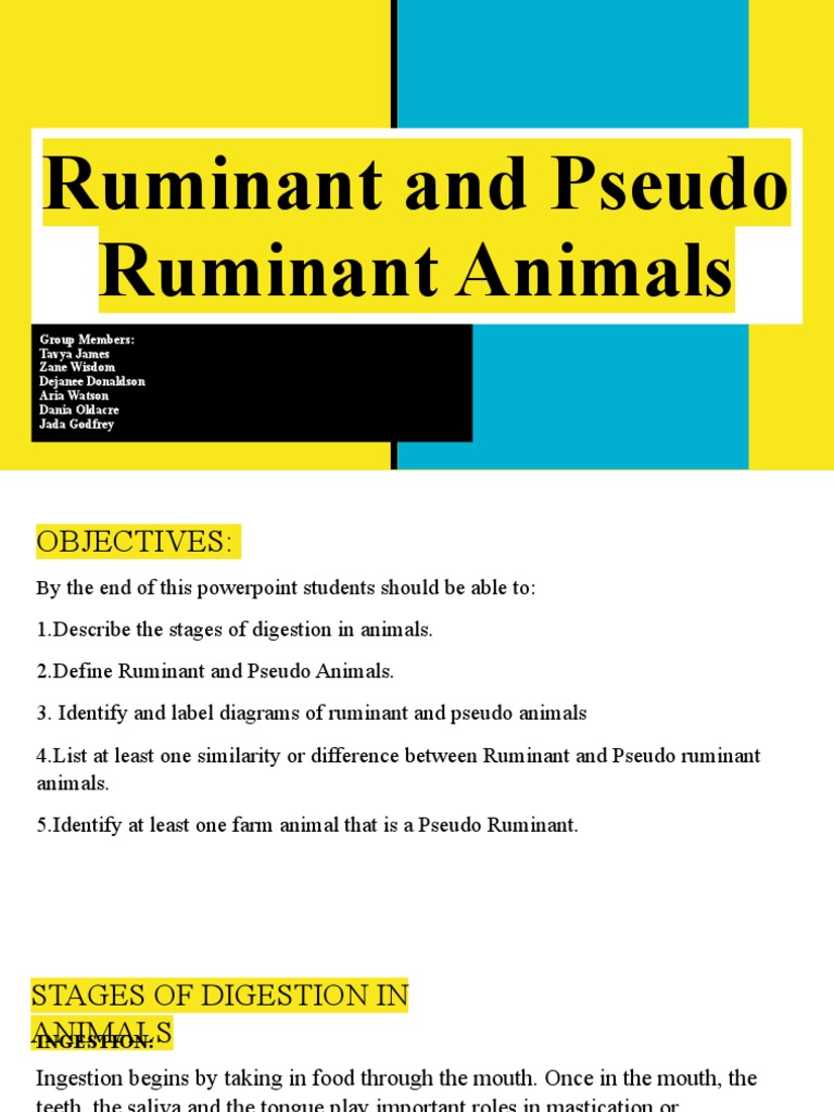Ruminant and Pseudo Animals | PDF | Ruminant | Digestion
