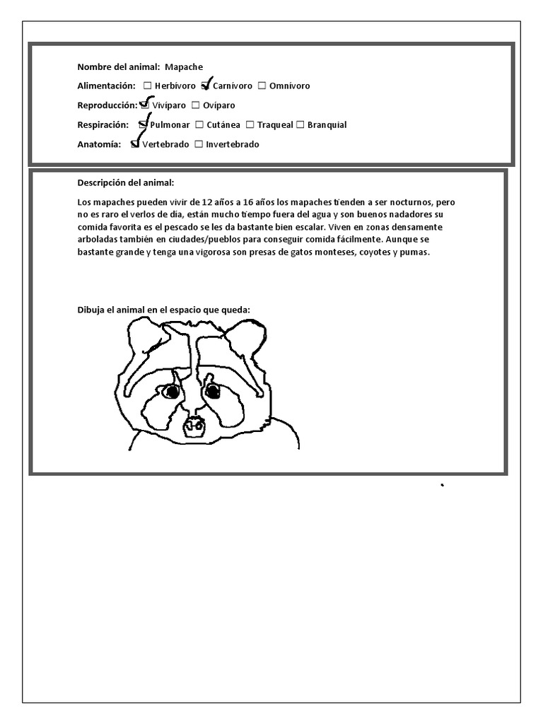 Información sobre el mapache para niños | PDF | Ciencia y matemáticas