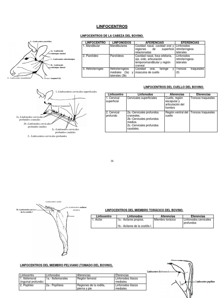 Linfocentros del bovino: Anatomía y Función | PDF | Abdomen | Ganglio ...