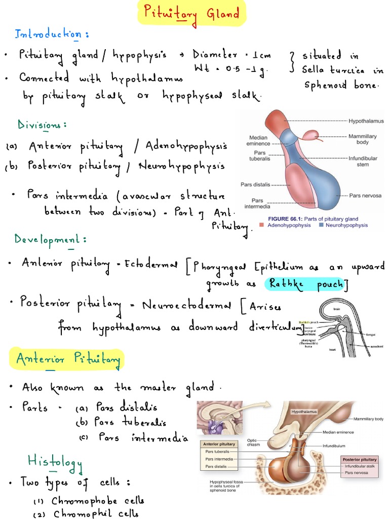 Pituitary Gland Anterior Pituitary Pdf Luteinizing Hormone