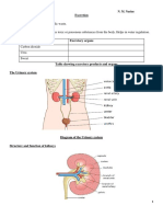 Exretion and Homeostasis