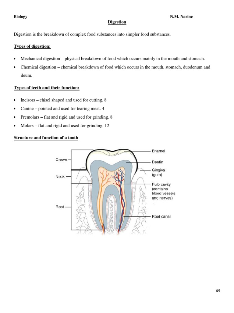 Handout On Digestion, Respiration, Circulation and Transport PDF