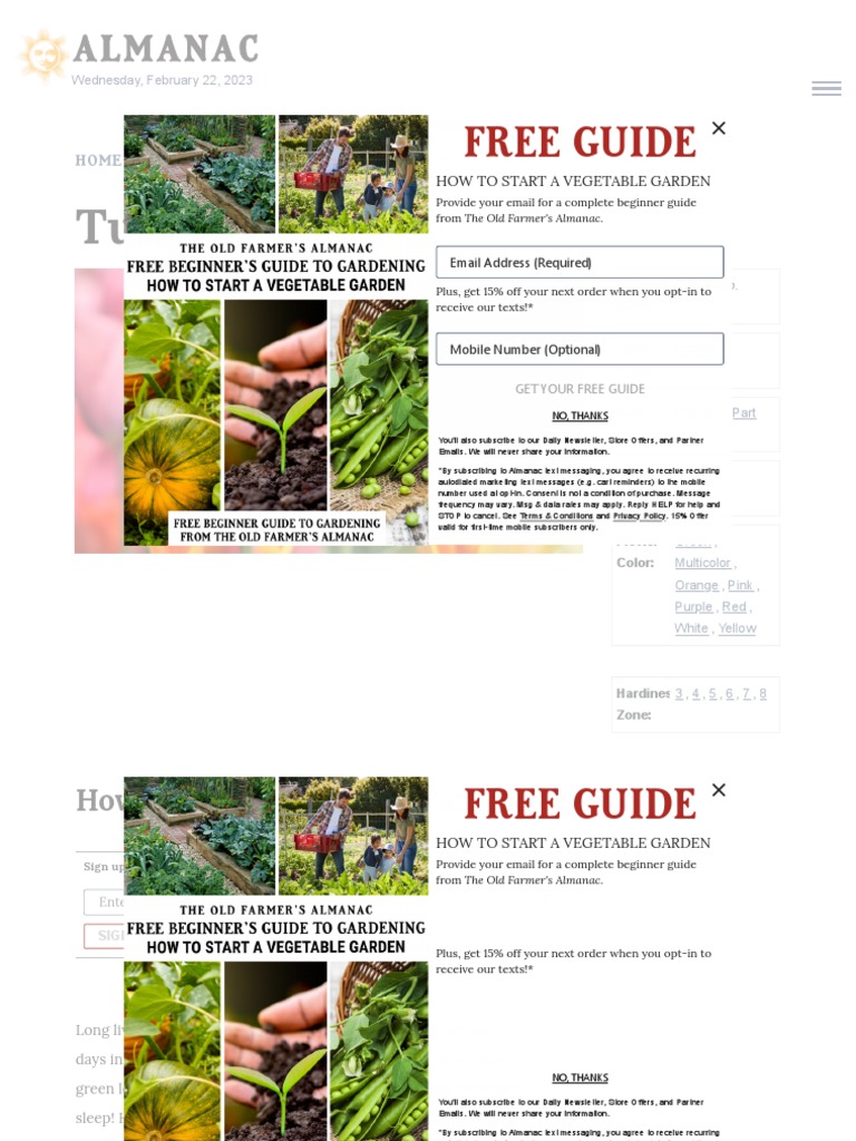 Growing Tulips How To Plant, Grow, and Care For Tulip Flowers The