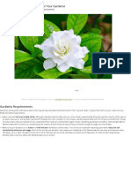 Learn How To Grow and Care For Your Gardenia