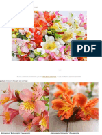 Alstroemeria (Peruvian Lily)