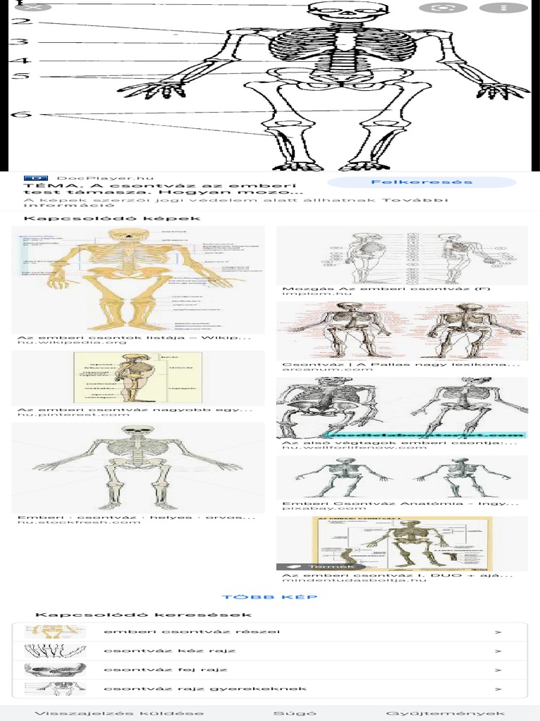 Emberi Csontváz Rajz - Google Kereső | PDF