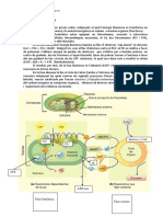 Esquema Fotosíntesi