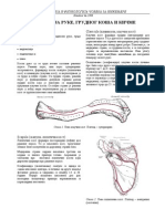 04-02 Anatomija Ruke Kosa I Kicme v4