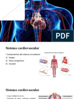 Sistema Cardiovascular Fisiologia